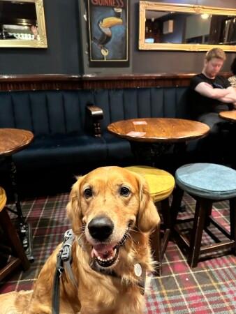 Best Sports Bars in London - Dog & Duck