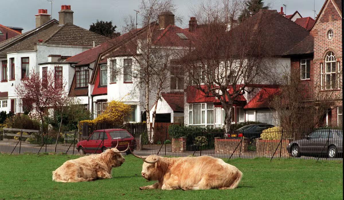 sports bars in Finchely, pubs in Finchley
